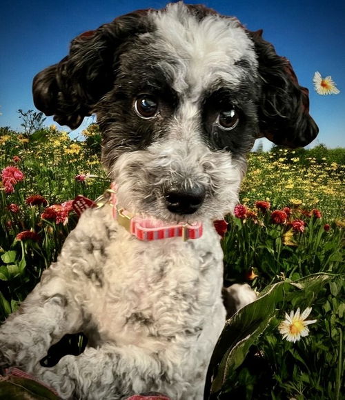 picture of the dog needing adoption