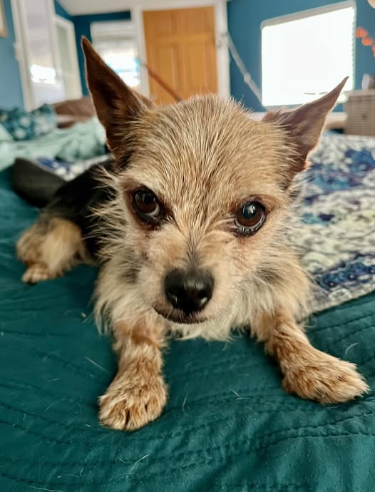 adoptable Dog in CO Spgs, CO named Carl Beck