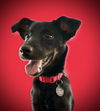 adoptable Dog in CO Spgs, CO named Miss Pickles