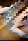 adoptable Dog in CO Spgs, CO named Nova