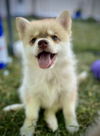 adoptable Dog in CO Spgs, CO named Taurus