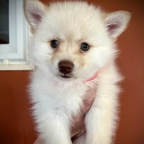 adoptable Dog in CO Spgs, CO named Astro