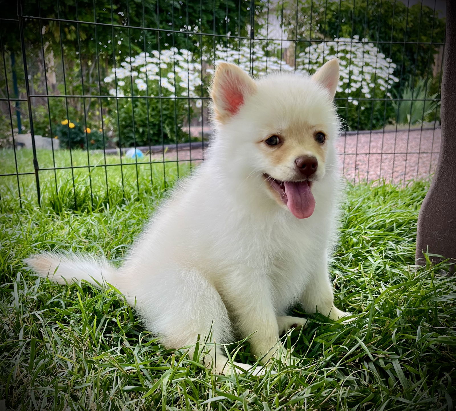 adoptable Dog in CO Spgs, CO named Astro