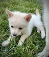 adoptable Dog in  named Loki