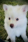 adoptable Dog in  named Hazel