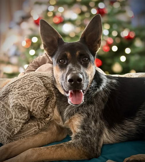 picture of the dog needing adoption
