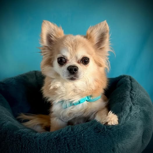Dolly Image