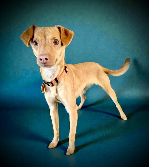 Brandi, an adoptable Chihuahua in Colorado Springs, CO