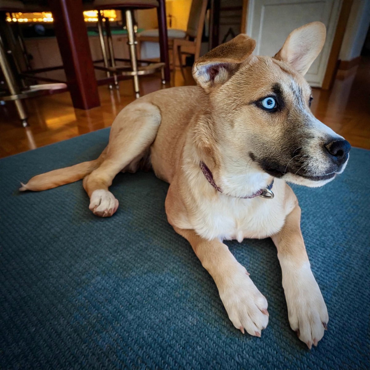 Sadie Image