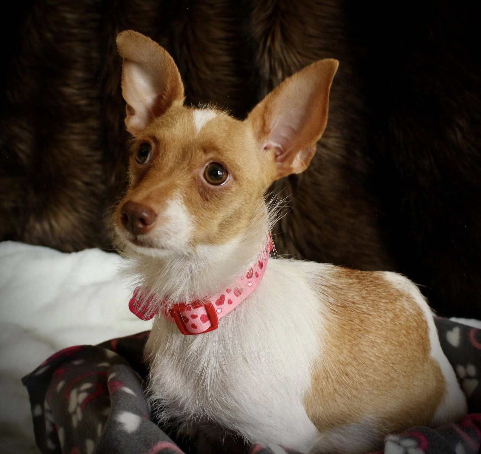 Chihuahua