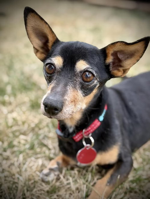 picture of the dog needing adoption