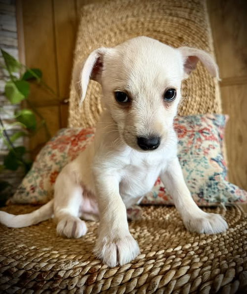 picture of the dog needing adoption