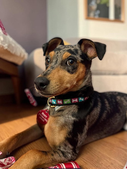 Willow, an adoptable Miniature Pinscher in Colorado Springs, CO