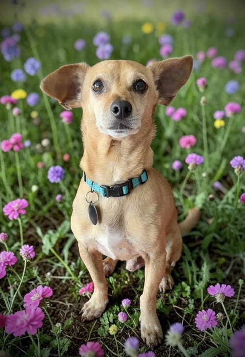 Bruno, an adoptable Chihuahua in Colorado Springs, CO