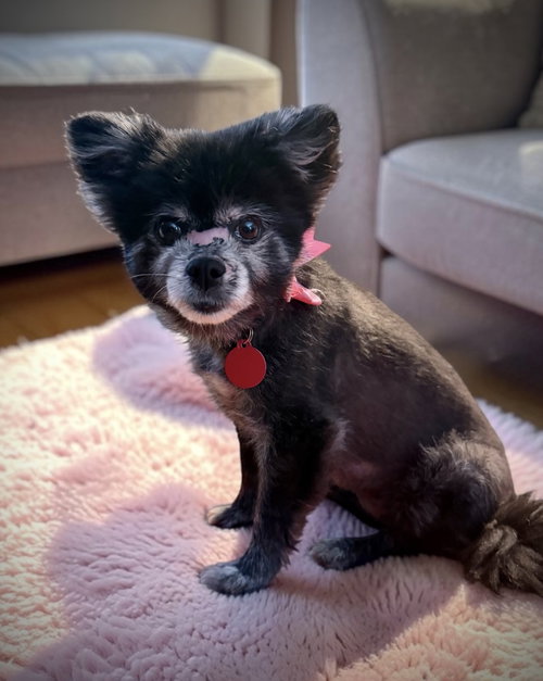 Yetti, an adoptable Pomeranian in Colorado Springs, CO