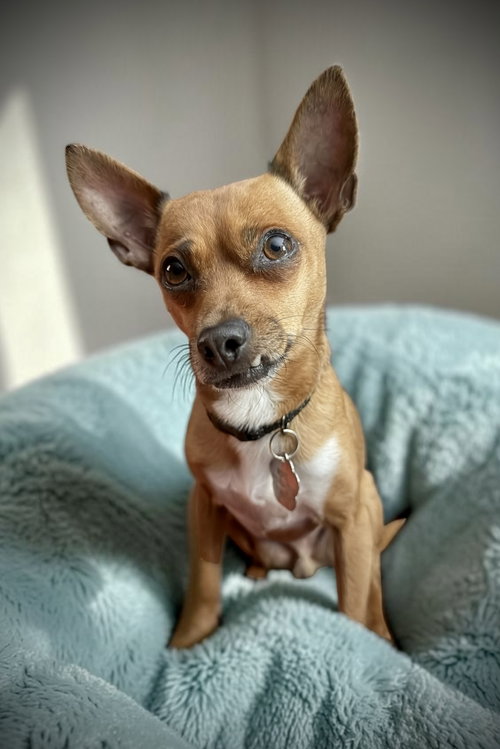 Theo, an adoptable Chihuahua in Colorado Springs, CO