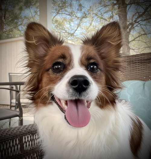 Gigi