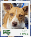 adoptable Dog in , VT named Betty
