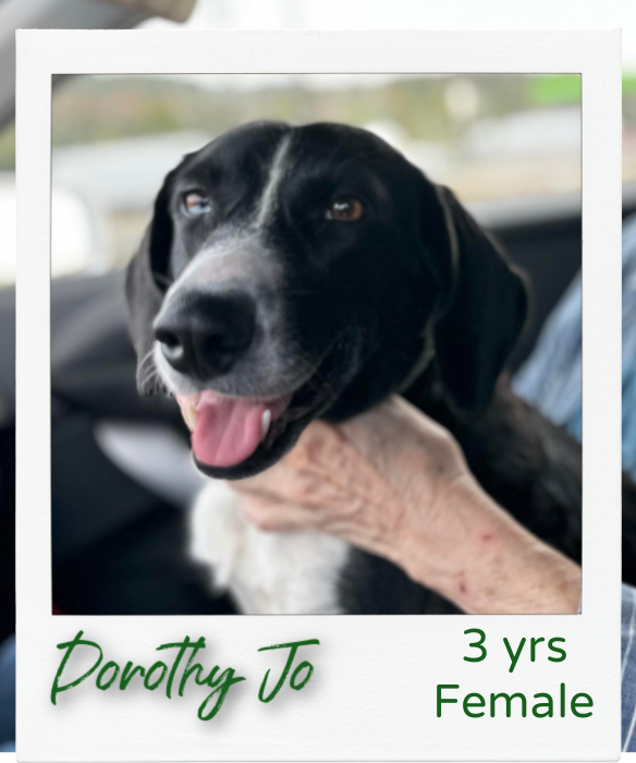 Dog adoption in Hinesburg, VT 05461 Labrador Retriever / Hound / Mixed