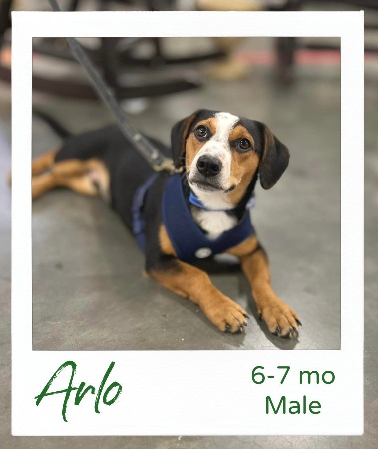 adoptable Dog in Hinesburg, VT named Arlo