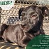 adoptable Dog in  named Brenna