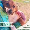 adoptable Dog in , VT named Ronnie