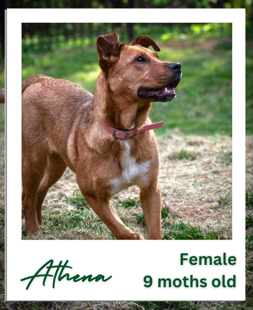 Dog adoption in Hinesburg, VT 05461 Labrador Retriever / Staffordshire