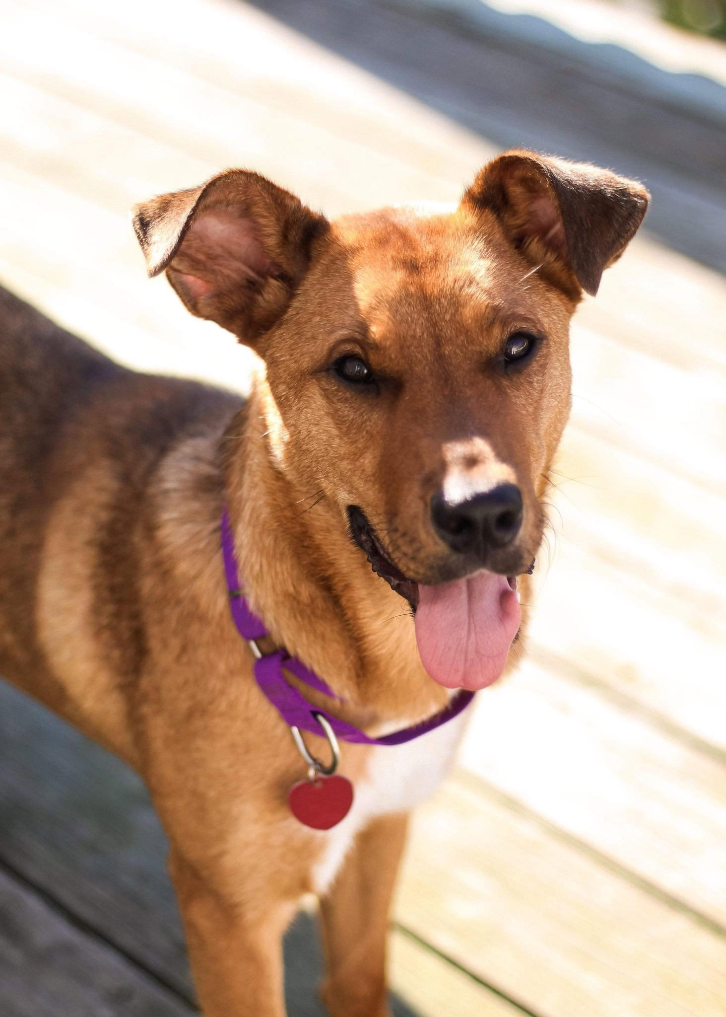 Dog for Adoption Athena, a Labrador Retriever in Rutland, VT Alpha Paw