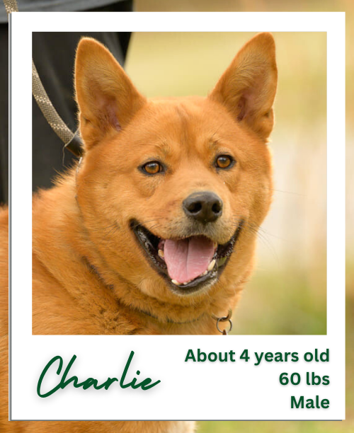 adoptable Dog in Hinesburg, VT named Charlie