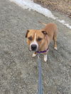 adoptable Dog in , VT named Bowie