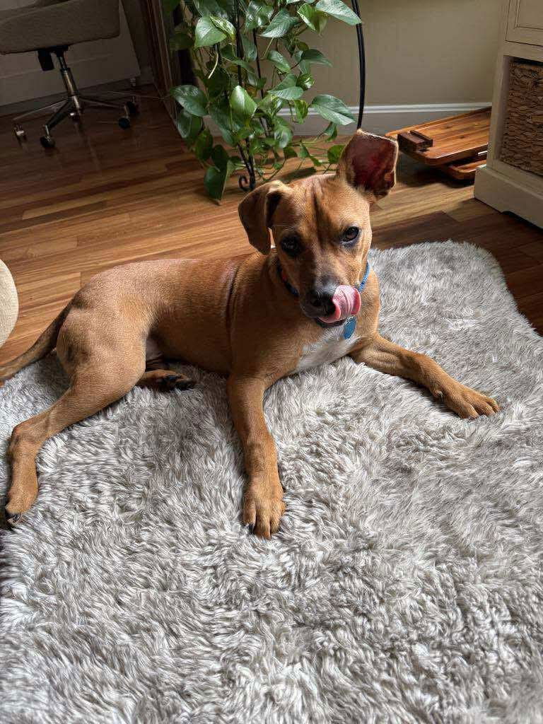 adoptable Dog in Hinesburg, VT named Sammy