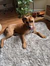 adoptable Dog in  named Sammy
