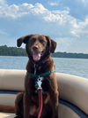 adoptable Dog in , VT named Rumi
