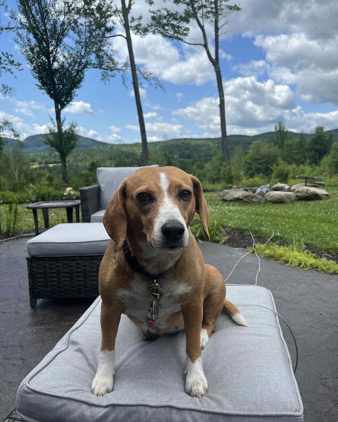 adoptable Dog in Hinesburg, VT named Patty