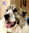 Balou bonded with Lumi