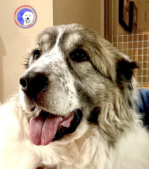 Balou bonded with Lumi