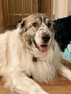 Balou bonded with Lumi