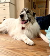 Balou bonded with Lumi