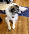 Balou bonded with Lumi