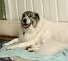 Balou bonded with Lumi