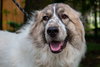 Balou bonded with Lumi