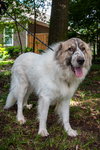Balou bonded with Lumi
