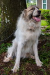 Balou bonded with Lumi