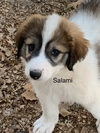 Salami