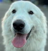 Dolly