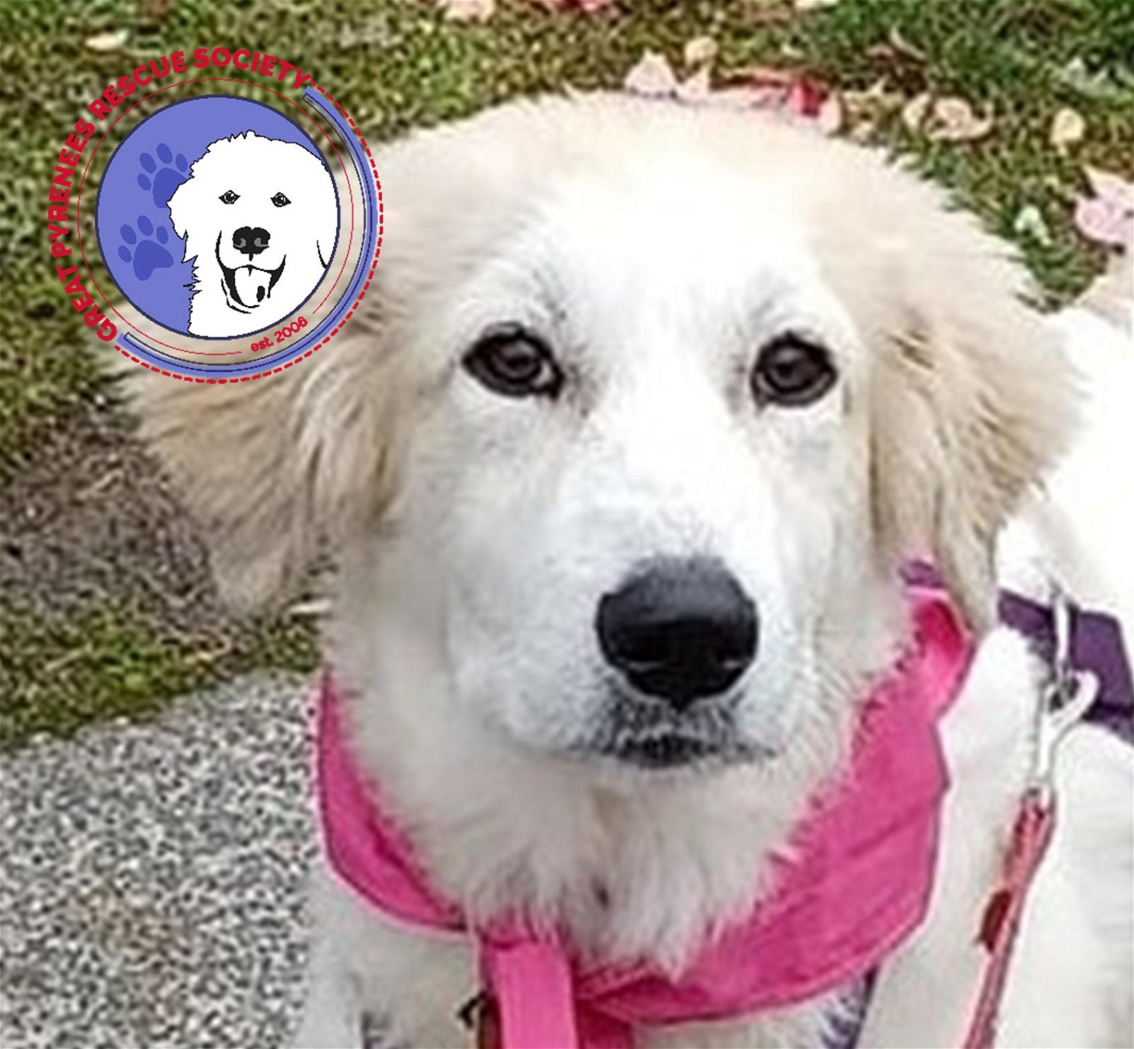 adoptable Dog in Lynnwood, WA named Shae