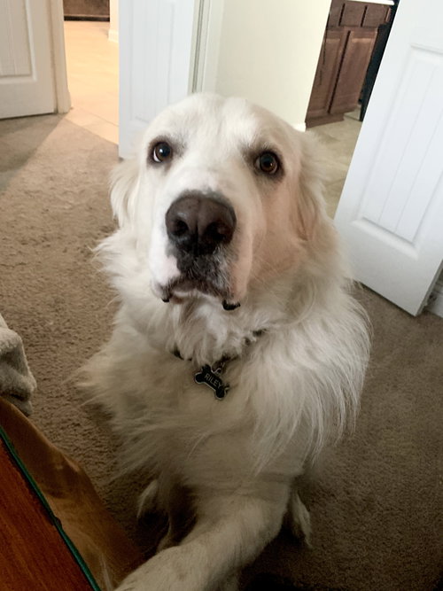 Riley — thumbnail 7