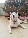 Riley