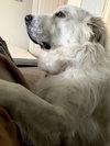Riley