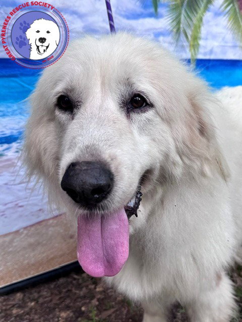Boaz, bonded with Layla — Pyrenees in TX | Lily's Second Chance